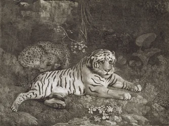 Twee tijgers, gegraveerd door de kunstenaar, uitgegeven 1788