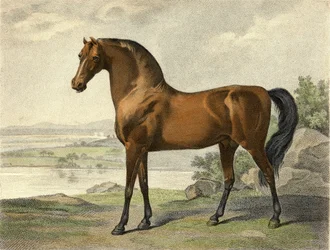 Warren Hastings Arabier