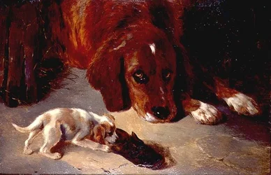 Een nieuwsgierige puppy