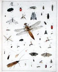 Verschillende insecten, plaat III uit 