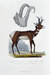 Natuurhistorische plaat: Zoölogische plaat die de Gevlekte Antilope voorstelt; Furcifer Antelope, Smith. a. De hoorns in hun volledige ontwikkeling - in Volledige Werken van Buffon door natuuronderzoeker Georges Louis Leclerc, Graaf van Buffon. Gravure uit