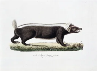 Natuurhistorische Plaat: Zoölogische plaat die Le Telagon, Mydaus meliceps volgens Hosfield afbeeldt - in "Volledige Werken van Buffon" door natuuronderzoeker Georges Louis Leclerc, Graaf van Buffon (1707 - 1788). Gravure uit 1837.
