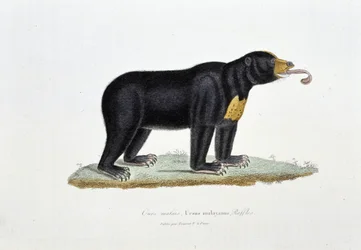 Natuurhistorische Plaat: Zoölogische plaat die de Maleisische Beer, Ursus malayanus, Faffles afbeeldt - in "Werken van Buffon" door natuuronderzoeker Georges Louis Leclerc, Graaf van Buffon (1707 - 1788). Gravure uit 1837.