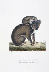 Natuurhistorische plaat: Zoölogische plaat die de koala afbeeldt (na Griffith), Phascolarctos Fuscus - in 