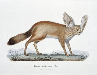 Natuurhistorische Plaat: Zoölogische plaat die Le Fennec, Canis zerda afbeeldt - in "Volledige Werken van Buffon" door natuuronderzoeker Georges Louis Leclerc, Graaf van Buffon (1707 - 1788). Gravure uit 1837.