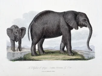 Natuurhistorische plaat: Zoölogische plaat die de Afrikaanse olifant afbeeldt; Elephas Africanus - in 