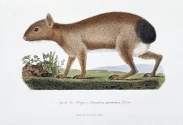 Natuurhistorische plaat: Zoölogisch bord dat de Agouti des Patagons, Dasyprocta patachonica voorstelt - in “Volledige Werken van Buffon” door natuuronderzoeker Georges Louis Leclerc, Graaf van Buffon (1707 - 1788). Gravure uit 1837