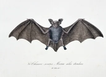 Natuurhistorische Plaat: Zoölogische plaat die de Vleermuis Murin met uitgespreide vleugels afbeeldt - in "Volledige Werken van Buffon" door natuuronderzoeker Georges Louis Leclerc, Graaf van Buffon (1707 - 1788). Gravure uit 1837.