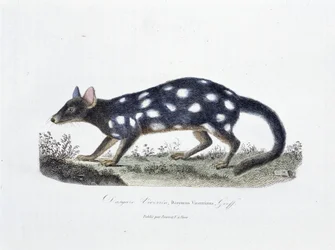 Natuurhistorische Plaat: Zoölogische plaat die de Dasyure Viverrin, Dasyurus Viverrinus afbeeldt - in "Volledige Werken van Buffon" door natuuronderzoeker Georges Louis Leclerc, Graaf van Buffon (1707 - 1788). Gravure uit 1837.