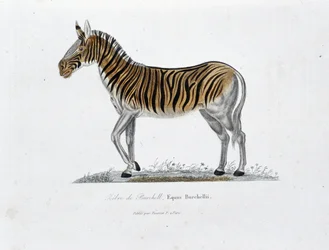 Natuurhistorische plaat: Zoölogisch bord dat de Zebra van Burchell, Equus Burchellii voorstelt - in “Volledige Werken van Buffon” door natuuronderzoeker Georges Louis Leclerc, Graaf van Buffon (1707 - 1788). Gravure uit 1837