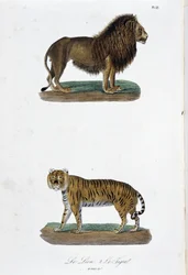 Natuurhistorische Plaat: Zoologische plaat met de leeuw en de tijger - in 