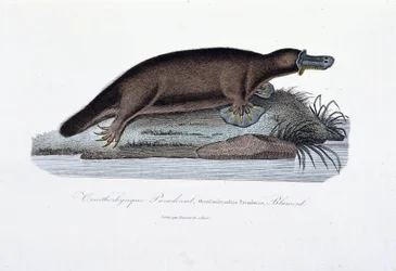 Natuurhistorische plaat: Zoölogische plaat die de ornithorync Paradoxal (Ornithorhynchus Paradoxux) voorstelt, Blumenb - in Werken van Buffon door natuuronderzoeker Georges Louis Leclerc, Graaf van Buffon. Gravure uit 1837.