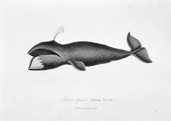 Natuurhistorische plaat: Zoölogisch bord dat de gewone vinvis, Balaena borealis voorstelt - in “Werken van Buffon” door natuuronderzoeker Georges Louis Leclerc, Graaf van Buffon (1707 - 1788). Gravure uit 1837