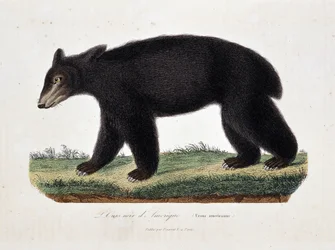 Plaat natuurhistorie: zoölogische kaart met de Amerikaanse zwarte beer (Ursus americanus) - in „Werken van Buffon“ van natuuronderzoeker Georges Louis Leclerc, graaf van Buffon (1707 - 1788). Gravure uit 1837.