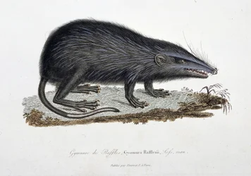 Natuurhistorische plaat: Zoölogische kaart die de Gymnure van Raffles afbeeldt, Gymnura Rafflesii, Lefs, man - in 