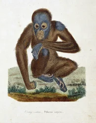 Natuurhistorische plaat: Zoölogische kaart die de Orang-oetan (orang-oetan, orang-oetang, orang-oetang), Pithecus satyrus afbeeldt - in 