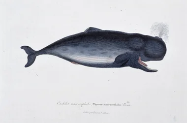 Natuurhistorische plaat: Zoölogische kaart die de potvis, Physeter macrocephalus, afbeeldt - in 