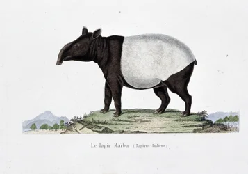 Natuurhistorische Plaat: Zoölogische kaart die Le Tapir Maiba (Tapirus Indicus) afbeeldt - in "Werken van Buffon" door natuuronderzoeker Georges Louis Leclerc, Graaf van Buffon (1707 - 1788). Gravure uit 1837.