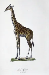 Natuurhistorische Plaat: Zoölogische kaart die de giraffe afbeeldt - in "Volledige Werken van Buffon" door natuuronderzoeker Georges Louis Leclerc, Graaf van Buffon (1707 - 1788). Gravure uit 1837.