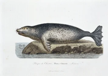 Natuurhistorisch bord: Zoölogisch bord dat de zeehond van Choris, Phoca Chorisii, Lesson voorstelt - in “Werken van Buffon” door natuuronderzoeker Georges Louis Leclerc, Graaf van Buffon (1707 - 1788). Gravure uit 1837