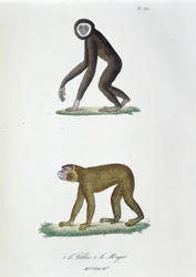 Natuurhistorische plaat: Zoölogische plaat die 1. De Gibbon en 2. De Magot voorstelt - in Volledige Werken van Buffon door natuuronderzoeker Georges Louis Leclerc, Graaf van Buffon. Gravure uit 1837.