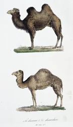 Natuurhistorisch bord: Zoölogisch bord dat 1. De kameel en 2. De dromedaris voorstelt - in “Volledige Werken van Buffon” door natuuronderzoeker Georges Louis Leclerc, Graaf van Buffon (1707 - 1788). Gravure uit 1837