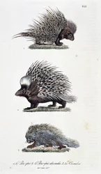 Natuurhistorische plaat: Zoölogische plaat die 1. Het epische varken, 2. Het epische varken van India en 3. Le Coendou afbeeldt - in 