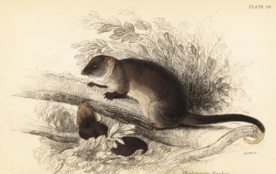 Gewone ringstaartbuidelrat, Pseudocheirus peregrinus