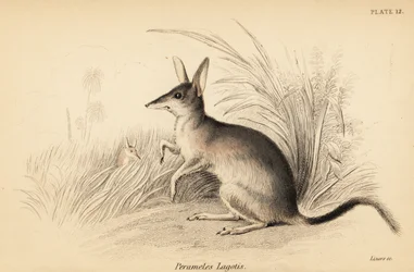 Grote bilby, Macrotis lagotis. Bedreigd, 1841 (gravure)