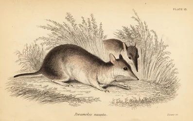 Perameles nasuta