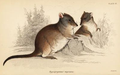 Langneus potoroe, Potorous tridactylus tridactylus