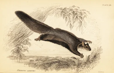 Squirrel glider, Petaurus norfolcensis