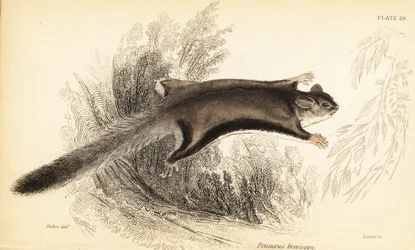 Suikerglider, Petaurus breviceps (gravure)