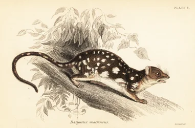 Tijgerquoll, Dasyurus maculatus, 1841 (gravure)