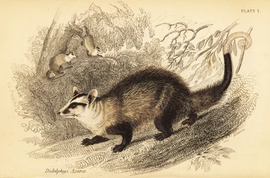 Witoor buidelrat, Didelphis albiventris (gravure)