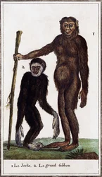 Jocko, chimpansee of gibbon, illustratie uit Histoire naturelle