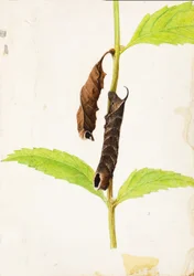 Gekruld dood blad dat sfinxrups nabootst, studie voor boek Concealing Coloration in the Animal Kingdom