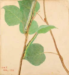 "Spiegelrups, studie voor boek "Concealing Coloration in the Animal Kingdom