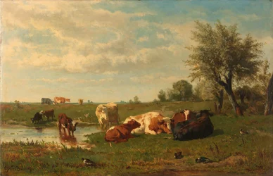 Koeien in de Weide