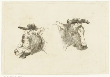 Twee hoofden van koeien