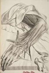 Anatomia Humani Corporis door Govard Bidloo