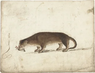 Otter met een vis in zijn bek
