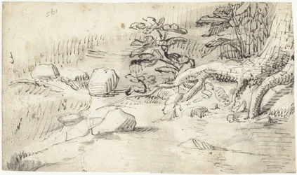 Studie van de wortels van een boom bij een stroompje