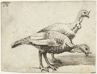 Twee kalkoenen