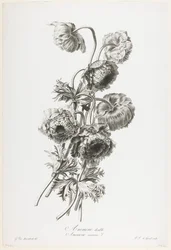 Anemoon dubbel, uit Fleurs Dessinees d