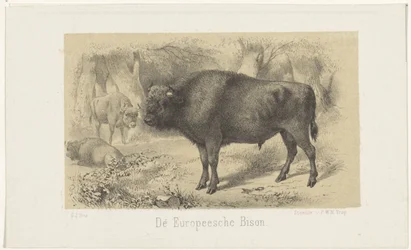 Europese bizon