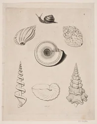 Bord met slakken