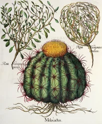 1.Melocactus; 2.Rosa Hiericontea aperta; 3.Rosa Hiericontea conclusa, uit de Hortus Eystettensis door Basil Besler (1561-1629), uitgegeven 1613