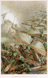 Een Zwerm Sprinkhanen, uit Brehms Tierleben, pub. 1860