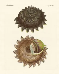 Een zeldzame molluskschelp van de Zuidzee